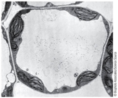 Refer to the diagram of a plant cell below. The structure that takes up the largest amount of space in the cell is a _______.