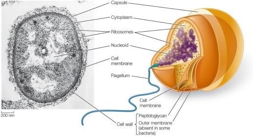 Refer to the figure below showing a prokaryotic cell. What are two fundamental differences between all prokaryotic cells and all eukaryotic cells?