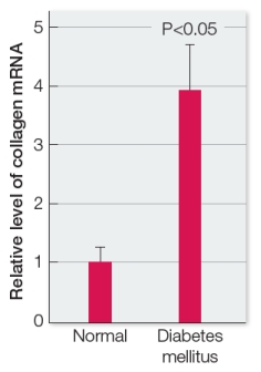 Patients with diabetes mellitus can develop excess fibrous material in and around various organs, including the heart and kidneys.This fibrotic growth can reduce effectiveness of function in these organs, eventually leading to their inability to function.The table below shows data collected from a study of heart cells isolated from two groups of mice (one group was normal and the other was diabetic) and cultured under lab conditions.The data show relative levels of mRNA coding for the protein collagen in the two sets of cells. Use these data to explain how the extracellular matrix is involved in the fibrotic growth observed in cardiac tissue in diabetic individuals.