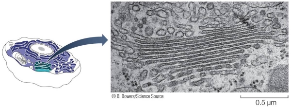 Refer to the figure below. Explain the current hypothesis about the evolutionary origins of the structure shown in the photograph in the figure.