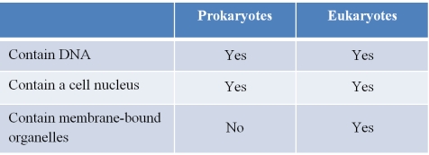 Refer to the table below, which a student created as a study guide for reviewing similarities and differences between prokaryotic and eukaryotic cells. Which statement best evaluates the accuracy of the student's work?