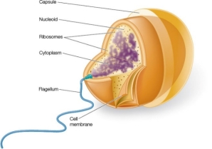 Refer to the figure below showing a labeled sketch of a prokaryote. Which two structures have had their labels switched?