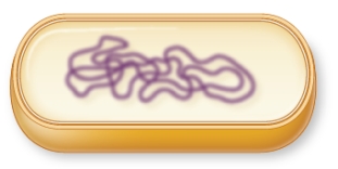 Refer to the sketch below showing the internal structures of a prokaryotic cell.   How would you label, in the correct sequence, the structures that you would encounter if you started at one exterior position of this cell and traveled straight through to its center?
