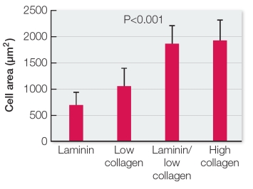 The graph below shows the results of a study using human skin cells grown in culture.Identical cells were grown in culture with or without the proteins laminin or collagen in the substrate of the culture.After a defined period of time, the cell surface areas were measured. Which statement best provides a conclusion that can be drawn from this study?