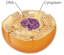 Refer to the figure below. If the nucleus evolved via a mechanism such as that shown in the figure, which statement would be true of the nuclear envelope?