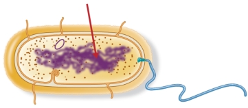 Refer to the sketch of a prokaryote below. The arrow points to the nucleoid, a region that contains a single molecule of _______.