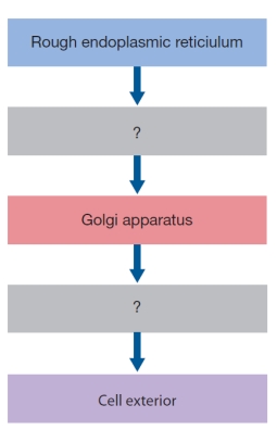 Refer to the figure below. The flowchart can be completed by filling in the unlabeled boxes with the word _______ to identify the structures used to transport proteins both between organelles and to the cell exterior, where they are secreted into the external environment.