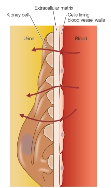 The diagram below shows the interface between a blood vessel and several kidney cells.The arrows indicate the direction of flow of molecules from the blood into the kidneys to form urine.The extracellular matrix is shown lying between the kidney cells and the cells lining the blood vessel walls. This is an example of an extracellular matrix functioning in _______ of molecules, ensuring that proteins are retained in the blood while water, salts, and other small molecules pass into the urine.