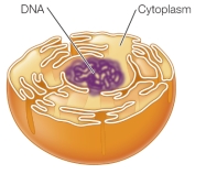Refer to the figure below. The figure depicts a theoretical model describing an evolutionary process involving invagination of the cell membrane to form the _______ system that is now observed in all modern eukaryotes.
