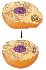 Refer to the diagram below. The diagram illustrates the early steps in the evolution of eukaryotes according to the theory of _______.