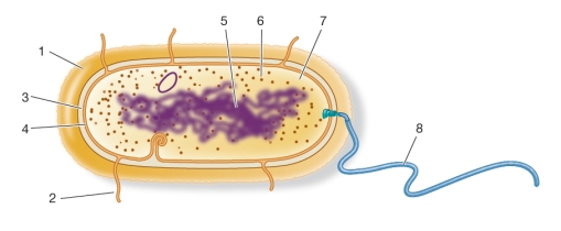 Refer to the figure below.   Which numbers represent cytoplasm, pili, ribosome, and cell wall, in that order?