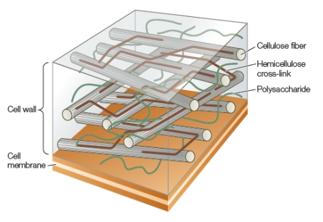 The diagram below shows a cutaway side view of a plant cell wall and cell membrane. Which biological function is emphasized by the structure shown?