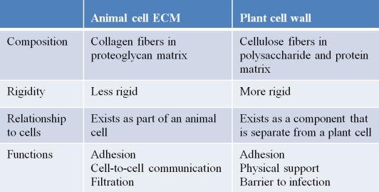 A student created the table below to compare the extracellular matrix of the animal cell with the plant cell wall. Which statement correctly evaluates the accuracy of the table?
