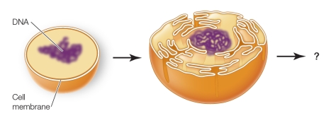 The figure below shows the beginning steps in the evolutionary process that biologists hypothesize led to the formation of the cell nucleus and the rise of eukaryotic cells. Identify the process shown in the figure, and name a structure other than the nucleus that was likely formed in this same process.