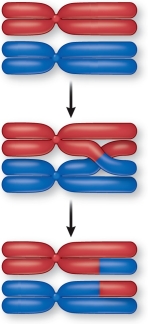 <strong>Refer to the figure showing crossing over. Which statement about the chromosomes is true?</strong> A) The red chromosomes are both derived from the same parent. B) One of the red chromosomes and one of the blue chromosomes came from the same parent. C) The two red chromosomes are homologous. D) A centromere forms where the crossing over occurs. E) Because these chromosomes are homologous, crossing over will not result in any genetic diversity.