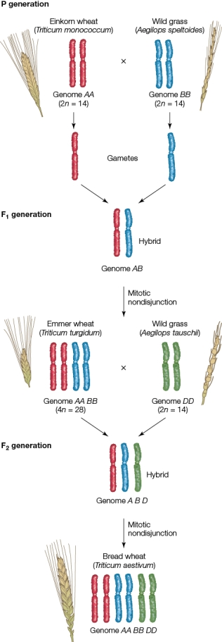 Refer to the figure showing the artificial selection of wheat. According to the figure, what is the ploidy level of the most modern form of wheat?