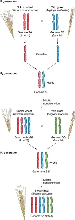 <strong>Refer to the figure showing the artificial selection of wheat. If the haploid number is 7, how many chromosomes are in the gametes of the most modern form of wheat?</strong> A) 7 B) 14 C) 21 D) 28 E) 35
