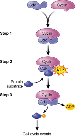 Refer to the figure showing cyclin binding to Cdk. At what step does allosteric regulation occur?