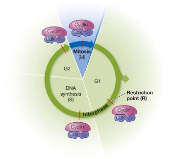 Refer to the figure showing cyclin-dependent kinases regulating the progress of the cell cycle. At what point is the commitment made to another cell cycle?