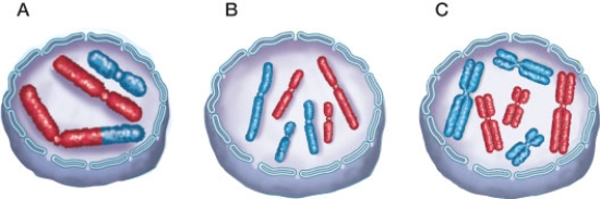 Refer to the figure showing nuclei of somatic cells of a diploid organism with varying chromosomal makeup. Which image best represents the chromosomal makeup of the nucleus of a daughter cell after successful mitosis and cytokinesis? Explain your answer.