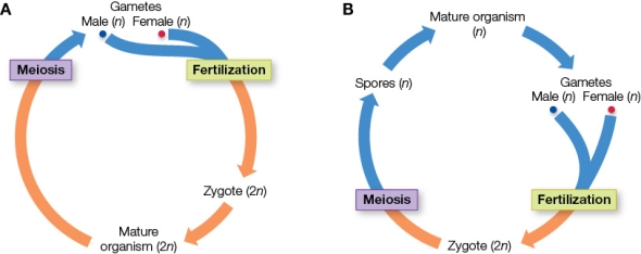 Refer to the figure showing two sexual life cycles. Which sexual life cycles are represented? Provide an example organism for each life cycle, and describe the mature organism.