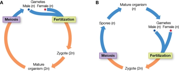 Refer to the figure of two sexual life cycles. Bald eagles reproduce through which cycle? Is a fertilized bird egg 1n or 2n? Which stage(s) of the life cycle is/are represented within the eggshell?