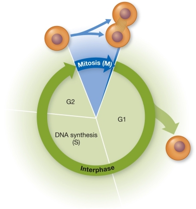 Refer to the figure showing the eukaryotic cell cycle. At what point is the cell cycle likely to be the most difficult to reverse or to stop?