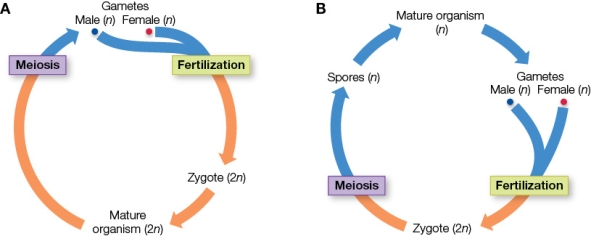 Refer to the figure showing two sexual life cycles. Which sexual life cycle type is not illustrated, and what is an example of that type of organism?
