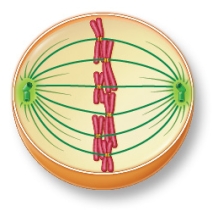 Refer to the figure showing a cell during mitosis. The phase this cell is in is most likely _______.
