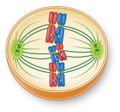 Refer to the figure showing a cell during meiosis. The phase this cell is in is most likely _______.