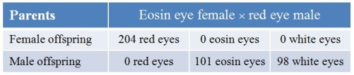 <strong>Refer to the table.In Drosophila, white (w), eosin (w<sup>e</sup>), and wild-type red (w<sup>+</sup>) are multiple alleles at a single locus for eye color.This locus is on the X chromosome.A female that has eosin (pale orange) eyes is crossed with a male that has wild-type (red) eyes.All the female progeny are red-eyed; about half the male progeny have eosin eyes, and about half have white eyes.Assume the female has two X chromosomes and the male has one X and one Y. What are the genotypes of the parents?</strong> A) w<sup>e</sup>w<sup>e</sup> and wY B) w<sup>e</sup>w and wY C) w<sup>e</sup>w<sup>+</sup> and wY D) w<sup>e</sup>w and w<sup>+</sup>Y E) w<sup>e</sup>w<sup>e</sup> and w<sup>+</sup>Y
