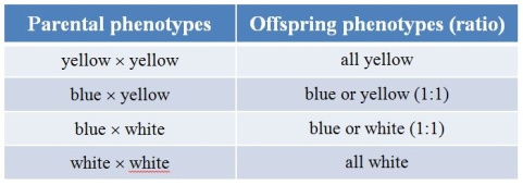 <strong>In a particular plant species, two alleles control flower color, which can be yellow, blue, or white.Crosses of these plants produce the offspring shown in the table. What will be the phenotype, and ratio, of the offspring of a cross of blue <font face=symbol></font> blue?</strong> A) Blue, yellow, and white in a 1:2:1 ratio B) White and yellow in a 1:1 ratio C) Yellow and white in a 3:1 ratio D) Blue and white in a 3:1 ratio E) Yellow, blue, and white in a 1:2:1 ratio