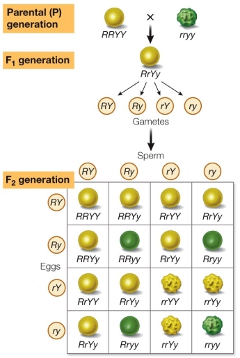 <strong>Sometimes scientists get lucky.Consider Mendel's dihybrid cross shown in the figure. Peas have a haploid number of seven chromosomes, so many of their genes are linked.What would Mendel's results have been if the genes for seed color and seed shape were linked with a map distance of 14 units?</strong> A) 14% recombinant, approximately 7% round green and 7% wrinkled yellow B) 14% recombinant, approximately 7% round yellow and 7% wrinkled green C) 50% recombinant, approximately 25% round yellow and 25% wrinkled green D) 90% recombinant, approximately 45% round green and 45% wrinkled yellow E) 90% recombinant, approximately 45% round yellow and 45% wrinkled green