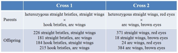<strong>In Drosophila, three autosomal genes have alleles as follows: Straight bristles (Hk) is dominant over hooked bristles (hk); straight wings (A) is dominant over arc wings (a); and red eye (Bw) is dominant over brown eye (bw).Two test crosses were performed, with the results shown in the table. What linkage can you determine from these crosses?</strong> A) Only Hk and A are linked, with a distance of 45.3 units. B) Only A and Bw are linked, with a distance of 5.3 units. C) Only Hk and Bw are linked, with a distance of 40.0 units. D) None of the genes are linked. E) All of the genes are on the same chromosome; Hk and A are 45.3 units apart, and A and Bw are 5.3 units apart.