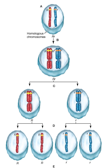 Refer to the figure.Which letter represents the stage at which the two chromosomes have segregated and are in separate daughter cells?
