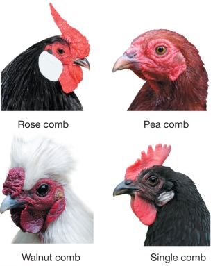 Refer to the figure of chicken combs.In chickens, when the dominant alleles of the genes for rose comb (R) and pea comb (A) are present together (R_A_), the result is a bird with a walnut comb.Chickens that are homozygous recessive for both genes produce a single comb.A rose-combed bird is mated with a walnut-combed bird and produces offspring in the proportion 3 walnut : 3 rose : 1 pea : 1 single. What were the genotypes of the parents?