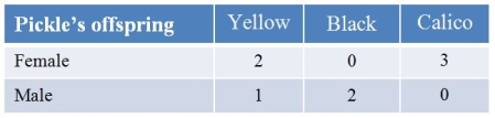 In cats, black coat (B) is codominant with yellow (b).The coat color gene is on the X chromosome.Calico cats, which have coats with black and yellow patches, are heterozygous for the coat color alleles.A calico female, Pickle, has a litter, whose characteristics are found in the table. What is the genotype and phenotype of the father?