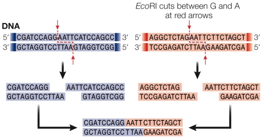<strong>Refer to the figure showing the recognition sequence for EcoRI.DNA ligase closes the phosphodiester gap between nucleotides that have been cut with restriction enzymes and then reannealed between DNA strands cut with the same restriction enzyme.   In the figure, the phosphate groups are located on</strong> A) the guanosine nucleotide located on the top strand and the adenine nucleotide found on the bottom strand. B) the guanosine nucleotides found on both strands. C) the adenine nucleotide located on the top strand and the guanosine nucleotide found on the bottom strand. D) the adenine nucleotides found on both strands. E) both the adenines and guanosines found on both strands. <div style=padding-top: 35px> 