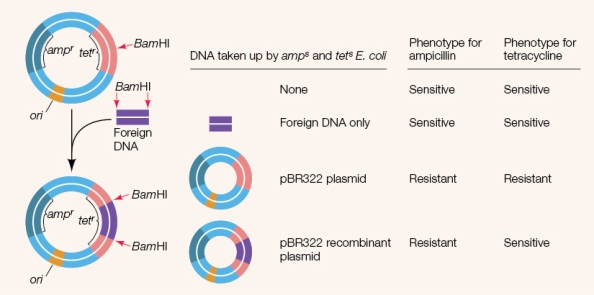 <strong>Refer to the figure showing an experiment using selectable marker (reporter) genes.   Which statement about the reporter genes used in the experiment is true?</strong> A) Only cells that are resistant to both ampicillin and tetracycline carry the recombinant DNA. B) The plasmid without incorporated foreign DNA is sensitive to tetracycline and ampicillin. C) If foreign DNA is successfully incorporated into the plasmid, tetracycline resistance will be disabled. D) If foreign DNA is successfully incorporated into the plasmid, ampicillin resistance will be disabled. E) If foreign DNA is successfully incorporated into the plasmid, both tetracycline resistance and ampicillin resistance will be disabled. <div style=padding-top: 35px> 