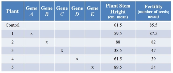 <strong>Refer to the table showing results from an experiment in which researchers used CRISPR technology to knock out various genes from a plant.They then examined plant stem height (in centimeters, with calculated means) and seed production (number of seeds, with calculated means) with each treatment.(Note: The x marks genes that have been knocked out.)   Knocking out which gene had effects only on fertility?</strong> A) Gene A B) Gene B C) Gene C D) Gene D E) Gene E <div style=padding-top: 35px> 