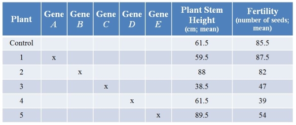 <strong>Refer to the table showing results from an experiment in which researchers used CRISPR technology to knock out various genes from a plant.They then examined plant stem height (in centimeters, with calculated means) and seed production (number of seeds, with calculated means) with each treatment.(Note: The x marks genes that have been knocked out.)   What is the most likely role of the product of gene B?</strong> A) It is a stimulator of both stem growth and seed production. B) It is a stimulator of stem growth and an inhibitor of seed production. C) It is an inhibitor of stem growth, and it stimulates seed production. D) It is an inhibitor of stem growth and has no discernable effect on seed production. E) It has no discernable effect on either trait. <div style=padding-top: 35px> 