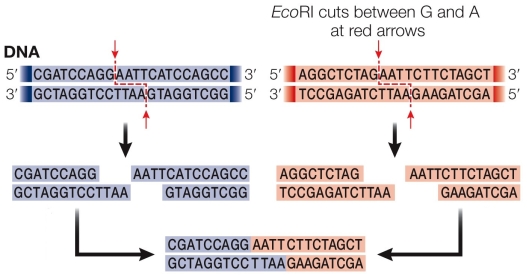 Refer to the figure showing the recognition sequence for EcoRI. DNA ligase closes the gap between nucleotides that have been cut with restriction enzymes and then reannealed between DNA strands cut with the same restriction enzyme.In the figure, where are the phosphate groups located?