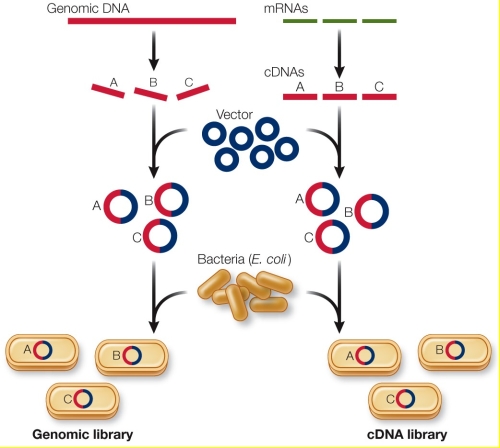 Refer to the figure showing how genomic libraries can be constructed. Use the information in the figure to briefly describe the ways a cDNA library differs from a genomic DNA library.