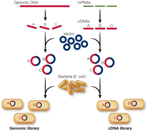 Refer to the figure showing how genomic libraries can be constructed. Of a mouse or yeast, in which organism would the difference in size between the cDNA library and the genomic library be larger? Explain your answer.