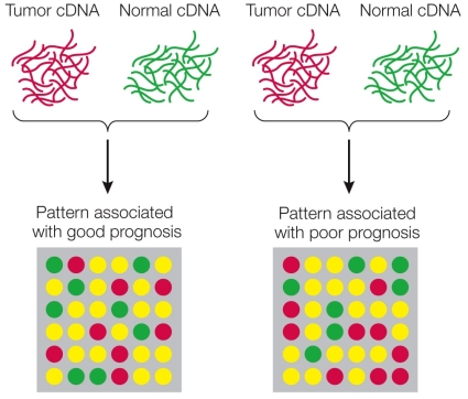 Refer to the figure showing the steps used in microarray analysis to detect differences in expression between tumor tissue and normal tissue.The spots in the bottom panel represent individual genes for patients who have good prognoses (left) as well as for those who have poor ones (right).The colors of those spots represent levels of expression: red = high expression, yellow = intermediate expression, green = low expression. At what stage does hybridization with oligonucleotides occur?