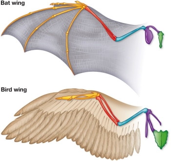 Refer to the figure showing the wing and support structures (bones) of bat and bird wings. The similarities in the wings of bats and birds as adaptations for powered flight evolved through _______, which is a _______.