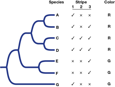 Refer to the figure. Which of the following is most likely a synapomorphy?