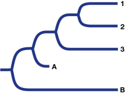 Refer to the figure. The figure shows the phylogeny of three extant species of turtles.Species 1 and 2 have a particular bone structure, while species 3 does not.The most generally accepted opinion is that the structure evolved after species 1 and 2 diverged from species 3.Recently, some scientists have questioned this and suggested that the structure evolved before species 1, 2, and 3 diverged from the common ancestor and that the structure was lost in species 3.Two fossils (A and B) have been discovered.Which information from these fossils would best support the new claim that species 3 lost the structure?