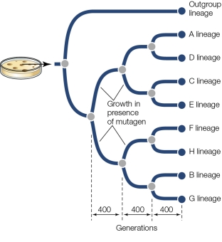Refer to the figure showing a single viral plaque that was split every 400 generations and grown in the presence of a mutagen. How many generations of evolution have occurred between the A lineage and the C lineage? Remember that evolution is occurring in both lineages.
