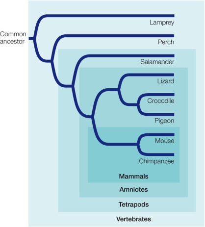 Refer to the phylogenetic tree. All clades are subsets of larger clades.The most inclusive clade in the figure is _______; the least inclusive clade includes the _______.